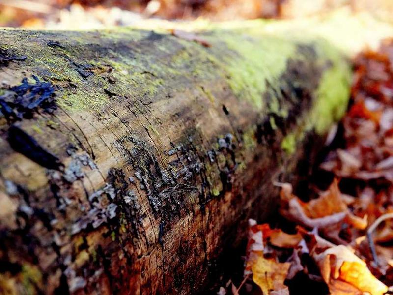 隣人の甘い誘惑